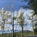 Okrasná jabloň (Malus) ´EVERESTE´ výška: 200-250 cm, obvod kmeňa 6/8 cm, kont. C18L